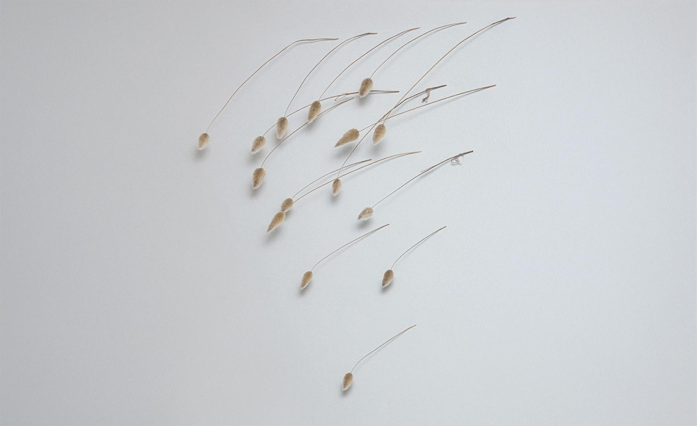 Sous les queues de lièvre, nous nous croyons à l'abri.&nbsp;